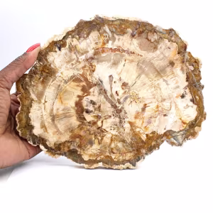 Trozo de madera petrificada de Madagascar - Ejemplar de colección