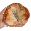 Rodaja de madera fosilizada: mineral coleccionable de Madagascar - 0