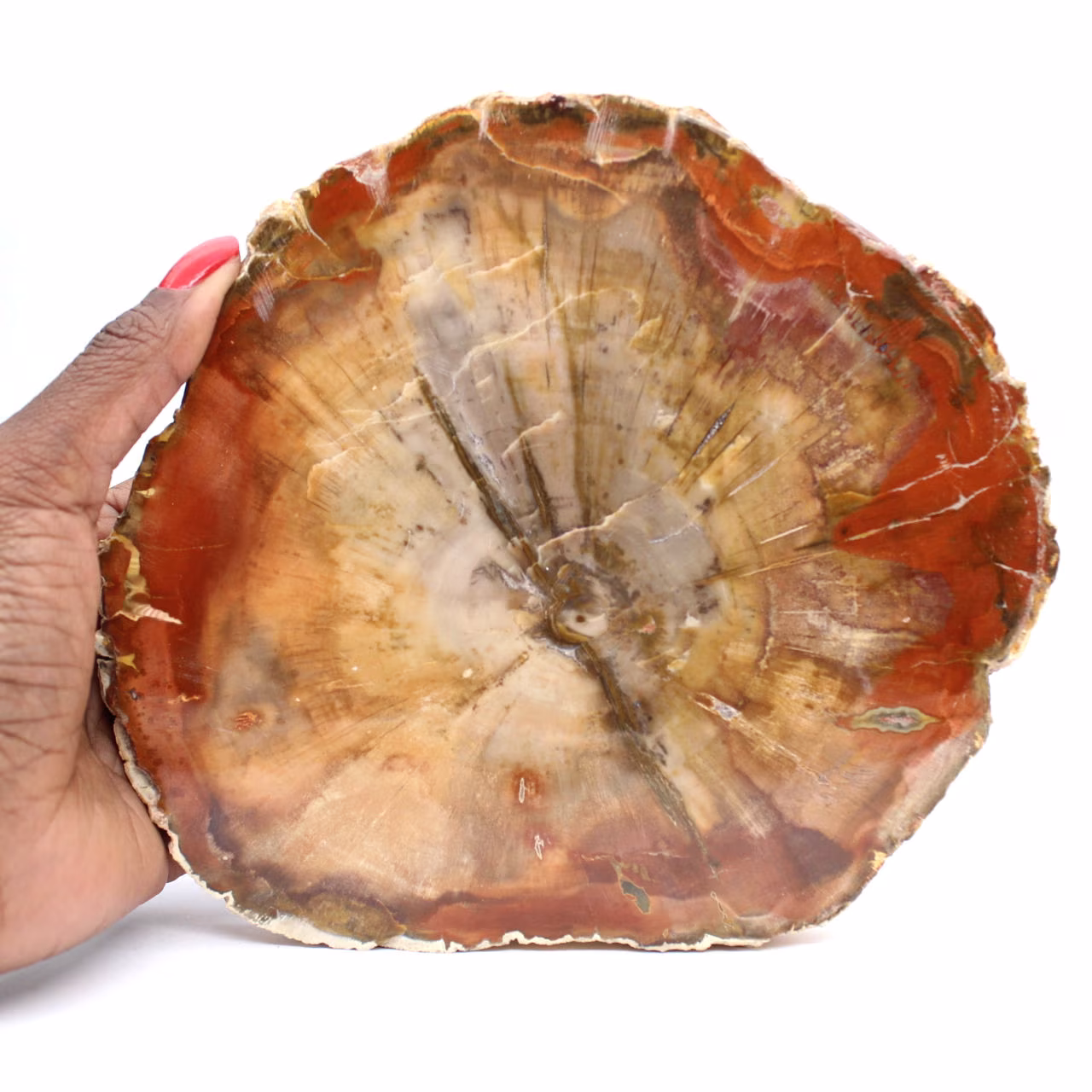 Rodaja de madera fosilizada: mineral coleccionable de Madagascar