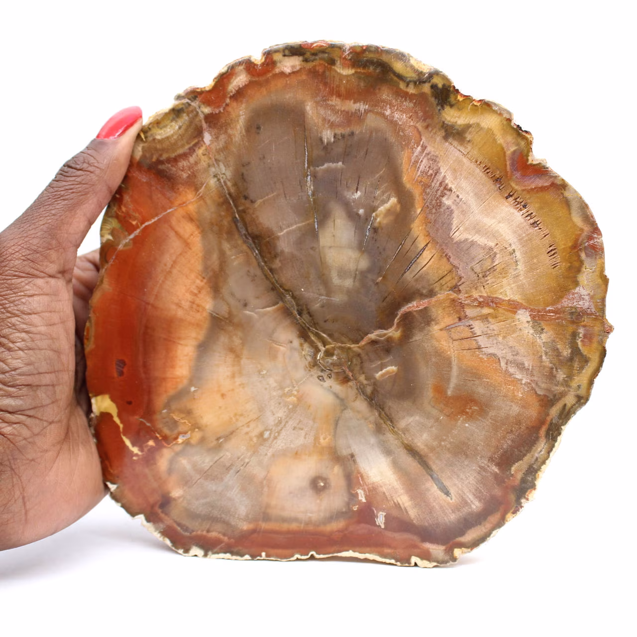 Madera de Majunga Petrificada - Rebanada Pulida de Origen Natural