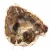 Rodaja de madera silicificada natural - Ejemplar de Madagascar - 1