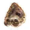 Rodaja de madera silicificada natural - Ejemplar de Madagascar - 2