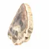 Rodaja de madera silicificada natural - Ejemplar de Madagascar - 3