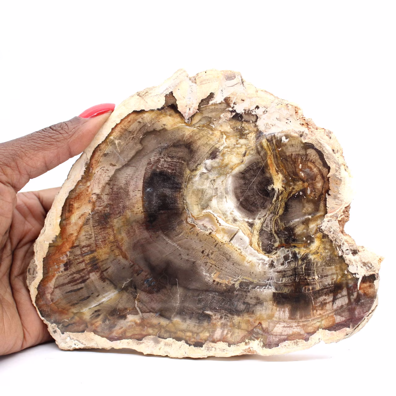 Rodaja de madera silicificada natural - Ejemplar de Madagascar