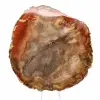 Sección de madera petrificada de Majunga - Ejemplar mineralógico - 1