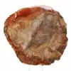 Sección de madera petrificada de Majunga - Ejemplar mineralógico - 2