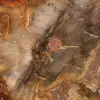 Sección de madera petrificada de Majunga - Ejemplar mineralógico - 4
