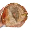 Sección de madera petrificada de Majunga - Ejemplar mineralógico - 0