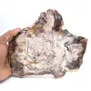 Madera fosilizada de Madagascar: rebanada pulida para coleccionistas - 0