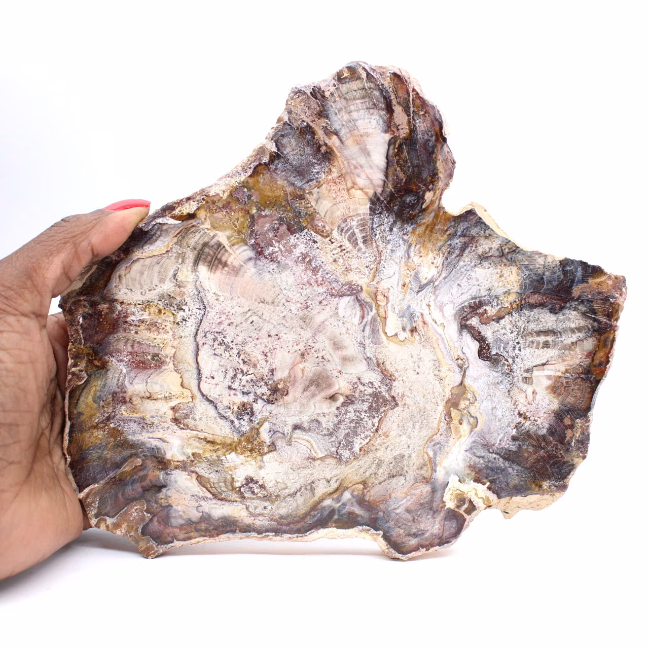 Madera fosilizada de Madagascar: rebanada pulida para coleccionistas