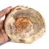 Trozo de madera petrificada de Madagascar - Objeto científico - 0
