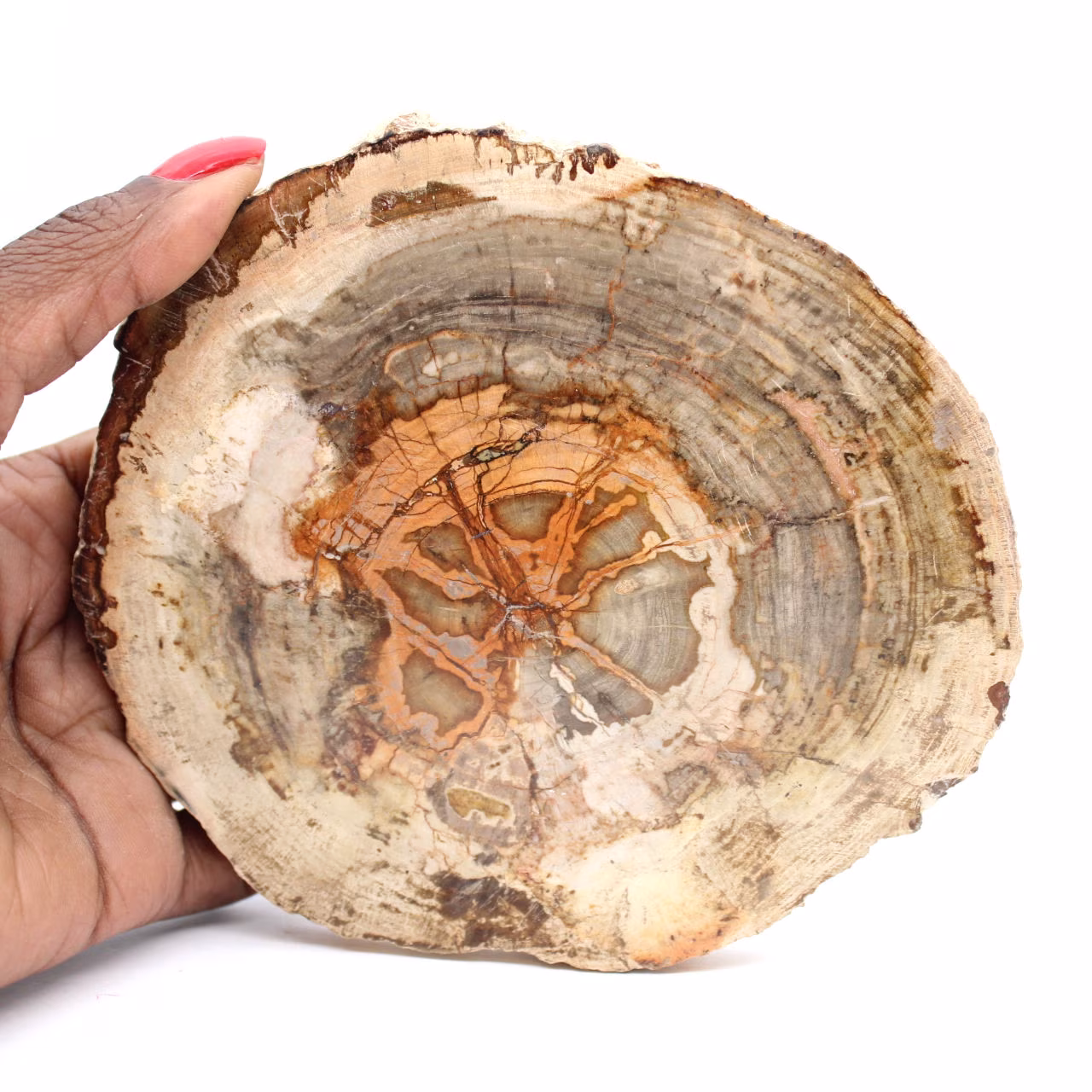 Trozo de madera petrificada de Madagascar - Objeto científico