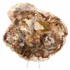 Gran trozo de madera petrificada - Colección Majunga - 1