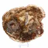 Gran trozo de madera petrificada - Colección Majunga - 2