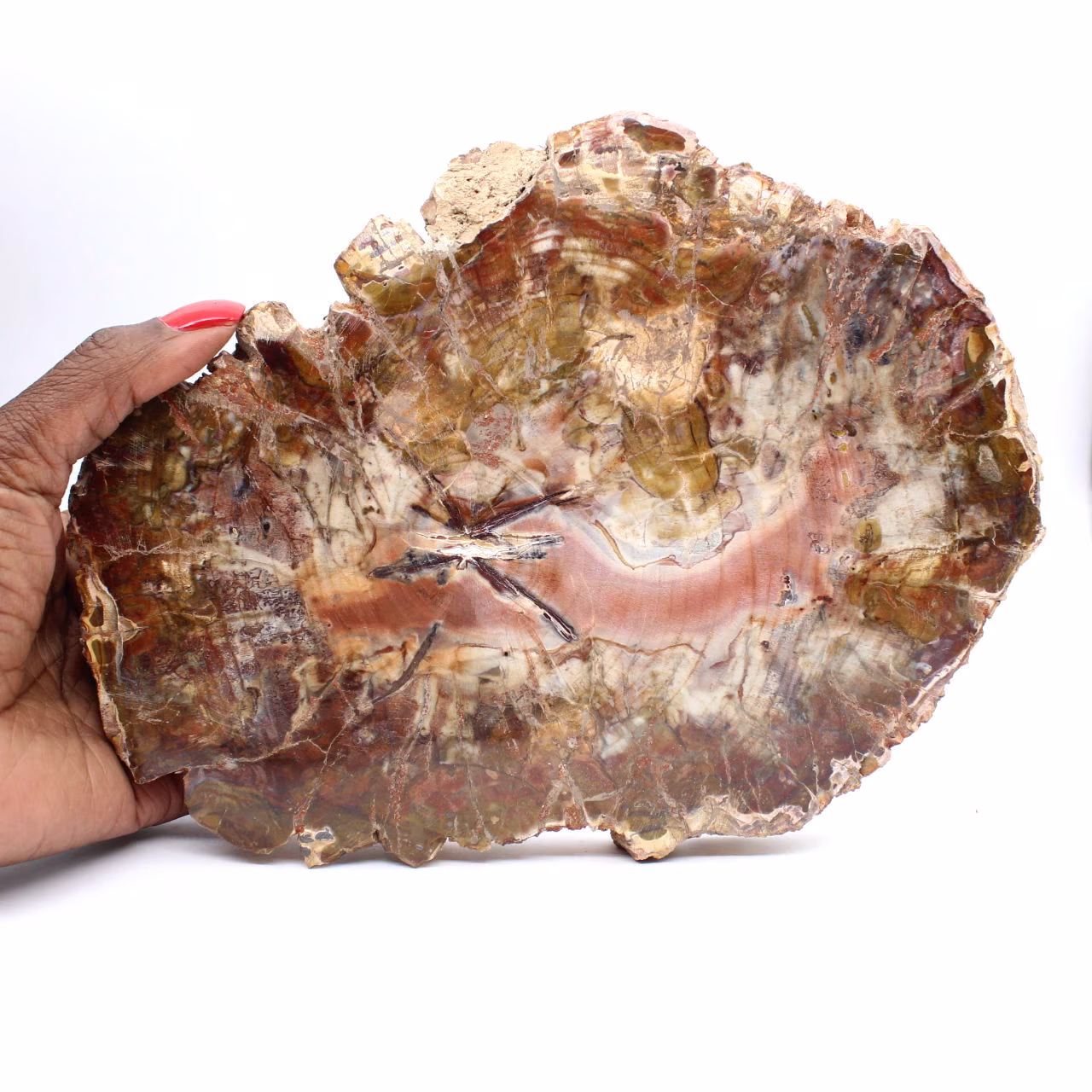 Madera fosilizada de Madagascar - Gran rebanada pulida