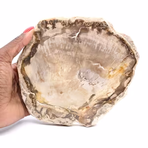 Trozo de madera petrificada de Madagascar - Estética mineral