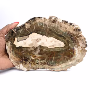 Rodaja alargada de madera silicificada - Origen Madagascar