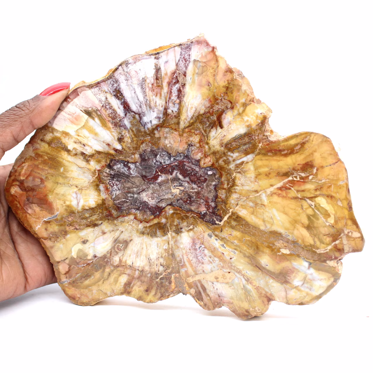 Sección pulida de madera fósil - Mineral de Majunga