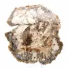 Gran trozo de madera petrificada de Madagascar - Pieza excepcional - 1