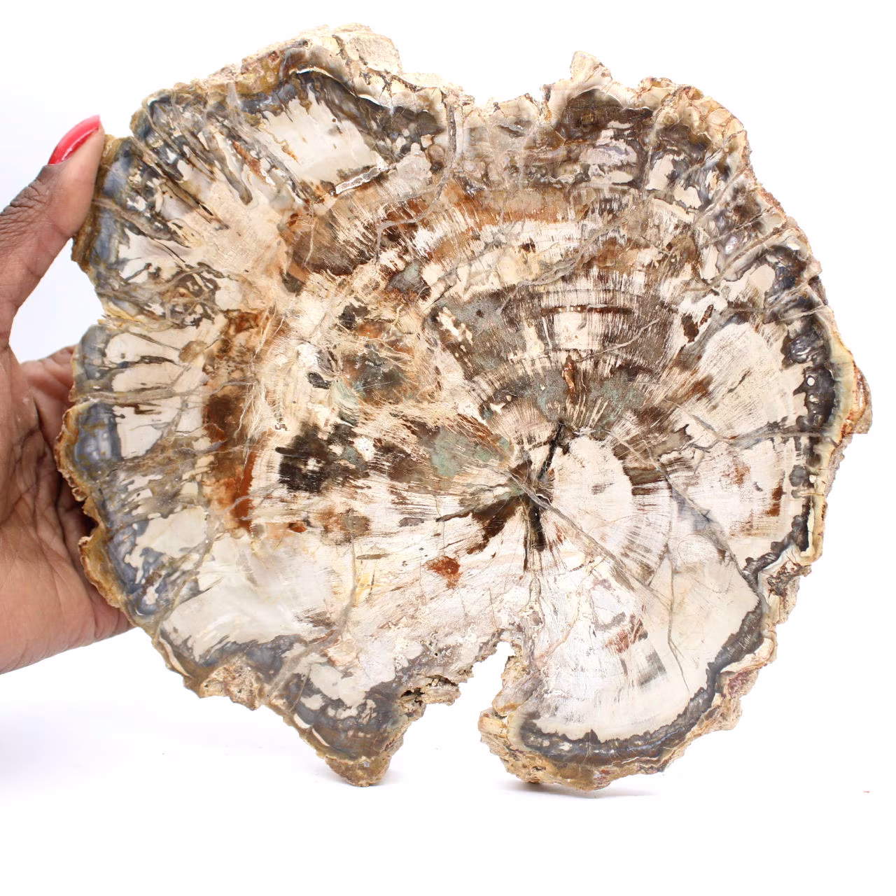 Gran trozo de madera petrificada de Madagascar - Pieza excepcional