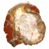 Madera petrificada de Madagascar - Rebanada cuadrada para colección - 1