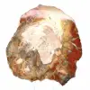 Madera petrificada de Madagascar - Rebanada cuadrada para colección - 2