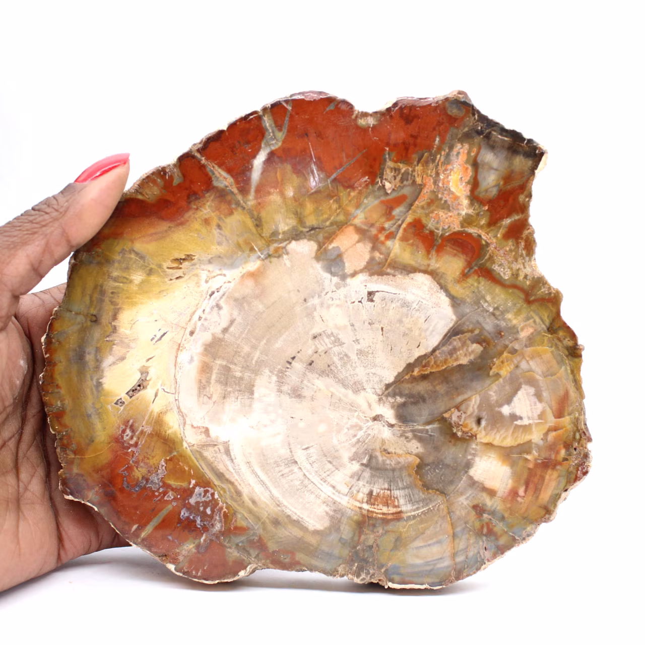 Madera petrificada de Madagascar - Rebanada cuadrada para colección