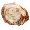Rodaja de madera fósil pulida - Ejemplar de Majunga - 1