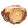 Rodaja de madera fósil pulida - Ejemplar de Majunga - 2