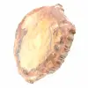 Rodaja de madera fósil pulida - Ejemplar de Majunga - 3