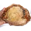 Rodaja de madera fósil pulida - Ejemplar de Majunga - 0