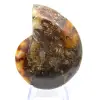 Ammonite de Madagascar con cara pulida y sin pulir. - 0