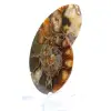 Ammonite de Madagascar con cara pulida y sin pulir. - 2