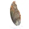 Ammonite de Madagascar con cara pulida y sin pulir. - 3
