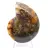 Ammonite de Madagascar con cara pulida y sin pulir.
