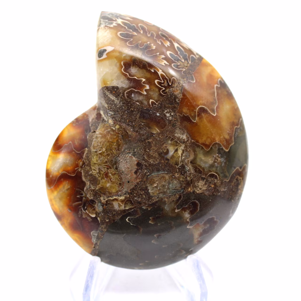 Ammonite de Madagascar con cara pulida y sin pulir.