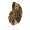 Fósil de amonites pulido: ejemplar de colección - 2