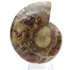 Auténtico amonites de Mahajanga con la cara pulida. - 0