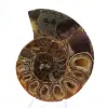Auténtico amonites de Mahajanga con la cara pulida. - 1