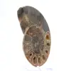 Auténtico amonites de Mahajanga con la cara pulida. - 3