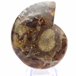 Auténtico amonites de Mahajanga con la cara pulida.