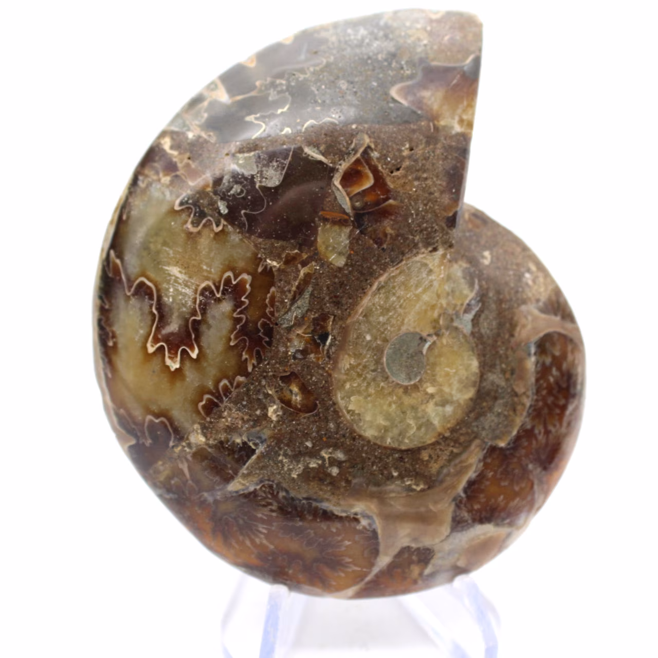Auténtico amonites de Mahajanga con la cara pulida.