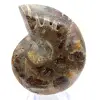 Ammonites pulidos: Geometría marina de Madagascar - 1