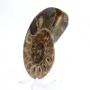 Cefalópodo fósil Ammonite: Dualidad pulida/en bruto - 2