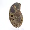 Cefalópodo fósil Ammonite: Dualidad pulida/en bruto - 3