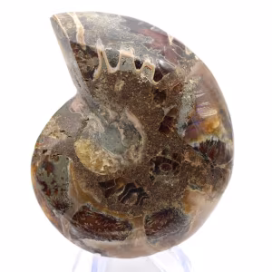 Cefalópodo fósil Ammonite: Dualidad pulida/en bruto