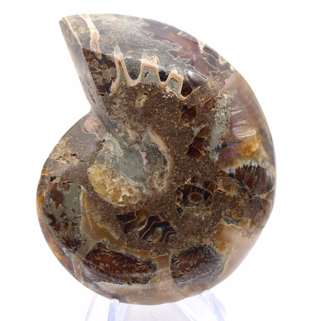 Cefalópodo fósil Ammonite: Dualidad pulida/en bruto
