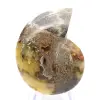 Ammonites naturales de Madagascar - Pieza de exhibición - 0