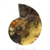 Ammonites naturales de Madagascar - Pieza de exhibición - 1