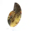 Ammonites naturales de Madagascar - Pieza de exhibición - 2